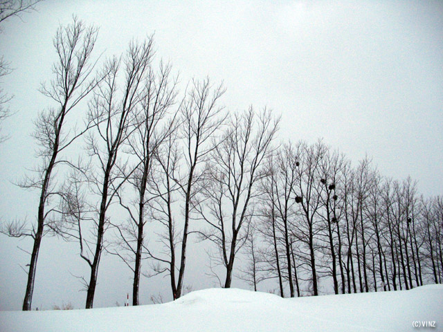 雪景色　北海道　美瑛　マイルドセブンの丘